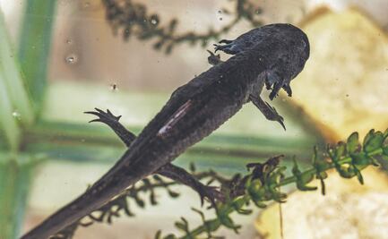 Al rescate de los ajolotes; contaminación en canales de Xochimilco y especies invasoras los ponen en peligro
