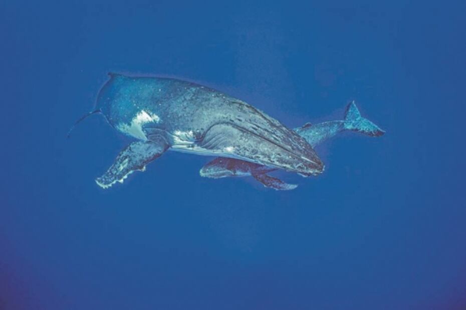 James Cameron devela "Secretos de las ballenas"