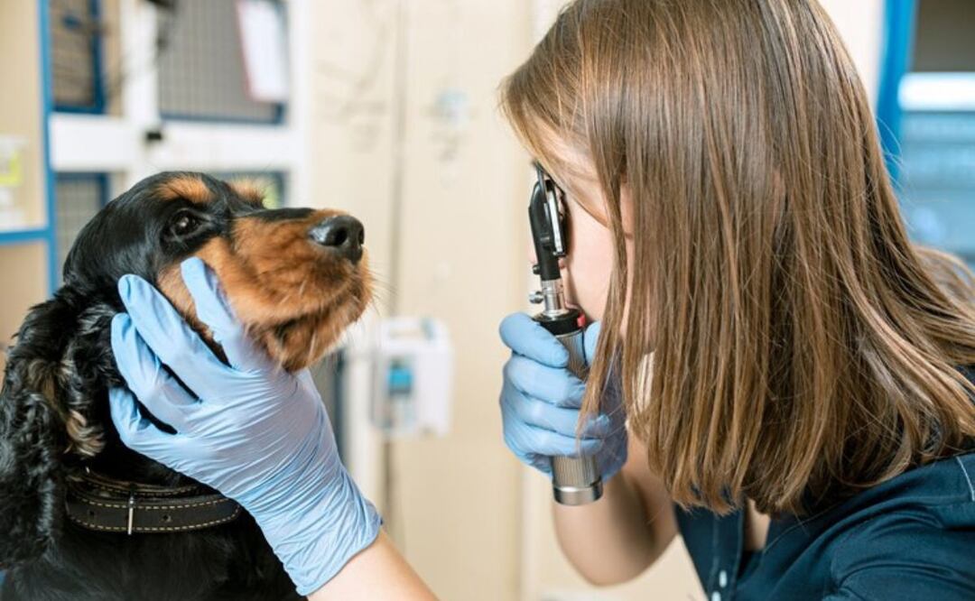 Qué es la queratitis pigmentaria. Fuente: Freepik