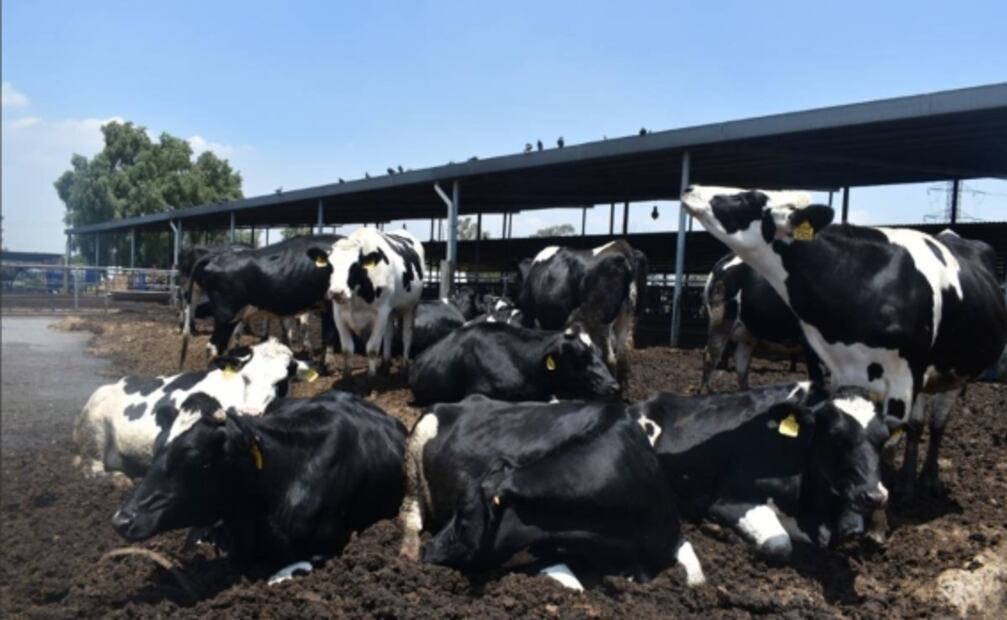 "Grabar con vacas es complicado y tardado" en telenovela "Mi secreto"