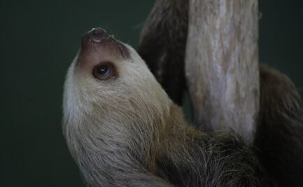 Especies de Mamíferos estarían siendo empujados a la extinción: Estudio 