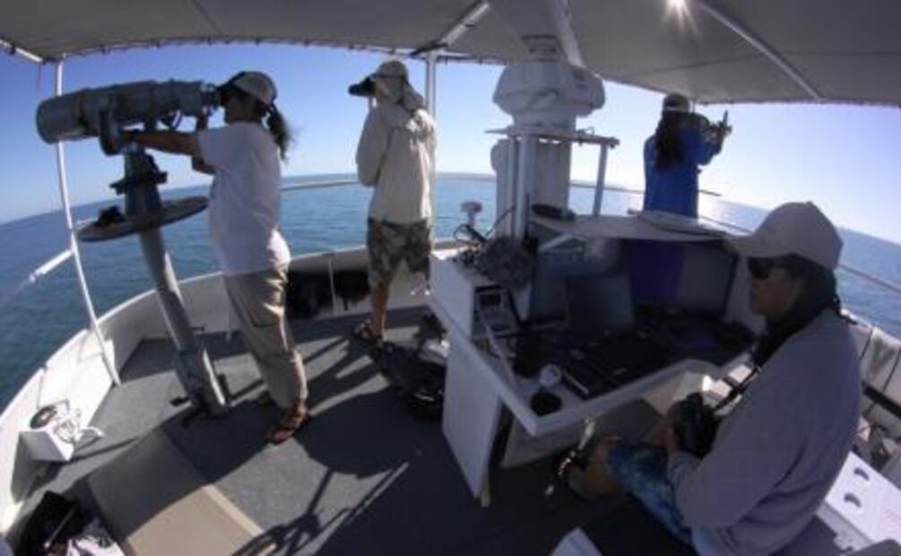 Hallan cría de vaquita marina