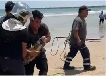 VIDEO: Capturan a cocodrilo en playa de Tamaulipas; desató el terror entre bañistas
