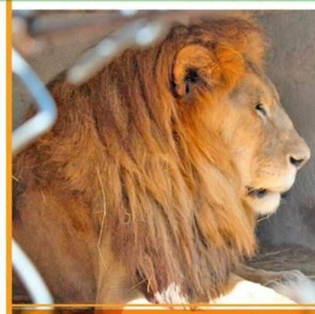 Tras muerte deplorable del león Kivú, Costa Rica abre debate sobre los animales en zoológicos 