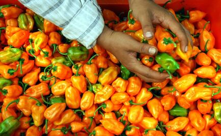 Mexican scientists obtain patent for Kisín, very spicy habanero pepper