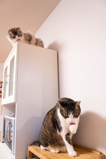 Estrategias efectivas para proteger tu hogar de tu gato. Fuente: Freepik.