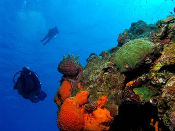 Cerrarán al turismo arrecifes en Cozumel 