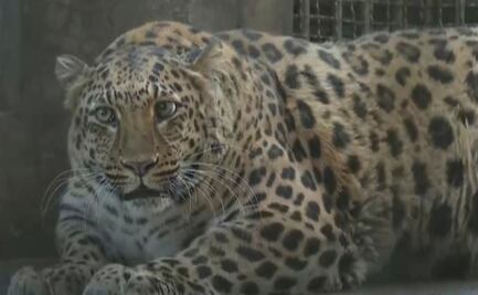 Sobrepeso de leopardo en zoológico de China causa furor entre los visitantes; lo pondrán a dieta