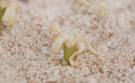 Tejate: Zapotec heritage