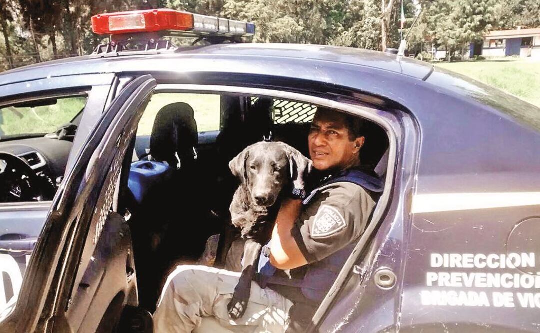 Salva Brigada Animal a 931 animales 