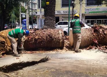 Avenida Dr. Vértiz se queda sin palmeras