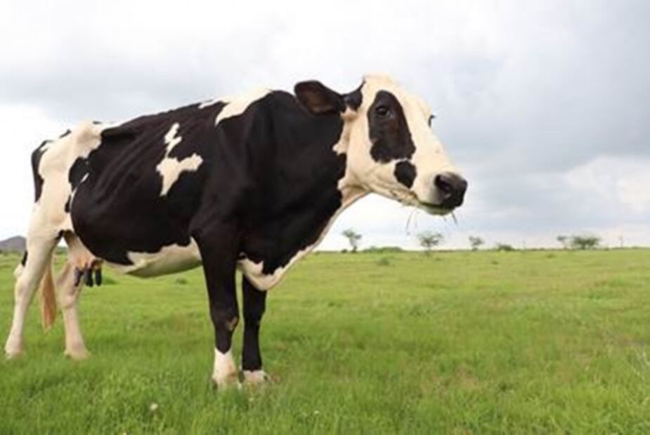 Nombran una vaca Kim en honor a la Kardashian