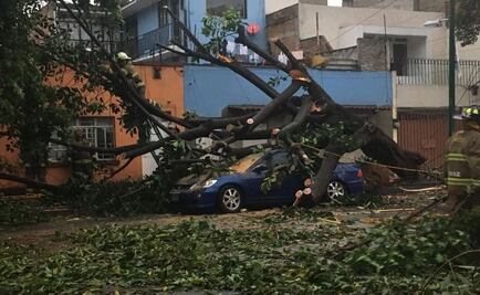 Van 23 árboles caídos por lluvia en CDMX