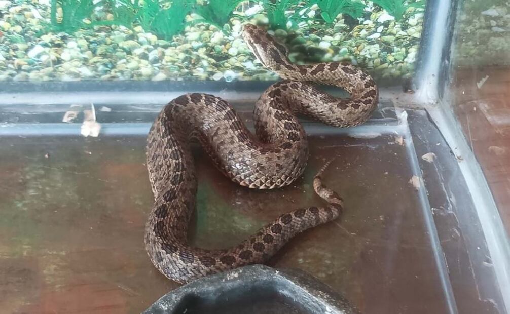 Una víbora de cascabel mordió al paramédico. Foto: Especial.