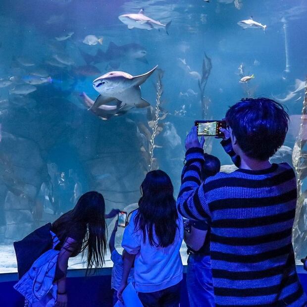 Foto: Acuario Michin