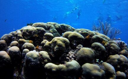 Hallan fósil de equinodermo que perdió más de la mitad de su esqueleto como mecanismo de supervivencia
