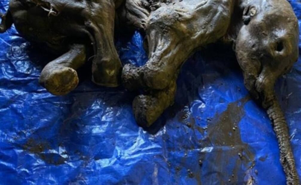 ¿Jurassic Park de la vida real? El plan de la CIA para traer a la vida animales extintos