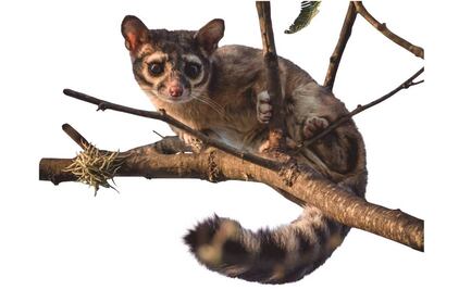 Cacomixtle en el Metro: ¿qué hacer en caso de ver uno en CDMX?