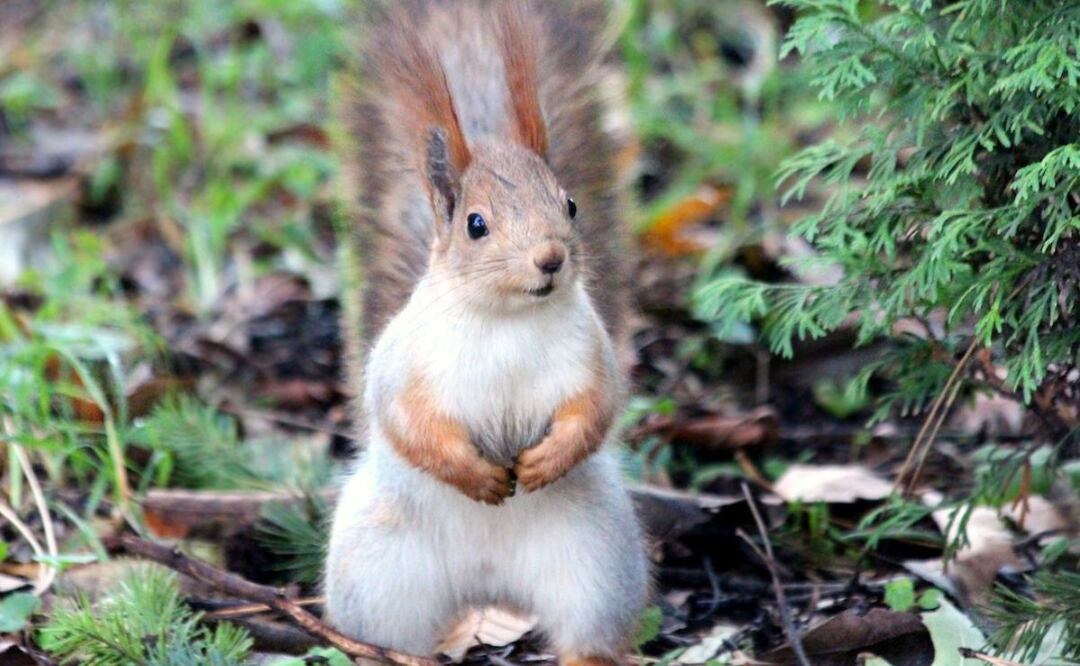 Ardilla. Fuente: Pexels