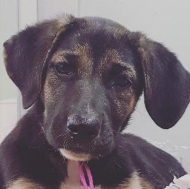 Sanz bautiza "Frida" a su cachorra 