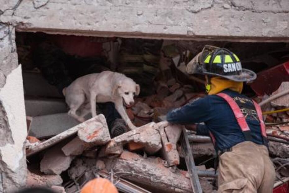 Conoce a los perros rescatistas de la UNAM