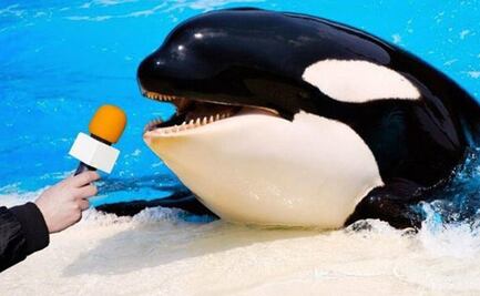 "Gladis", la orca que saboteó yates en España desata ola de memes