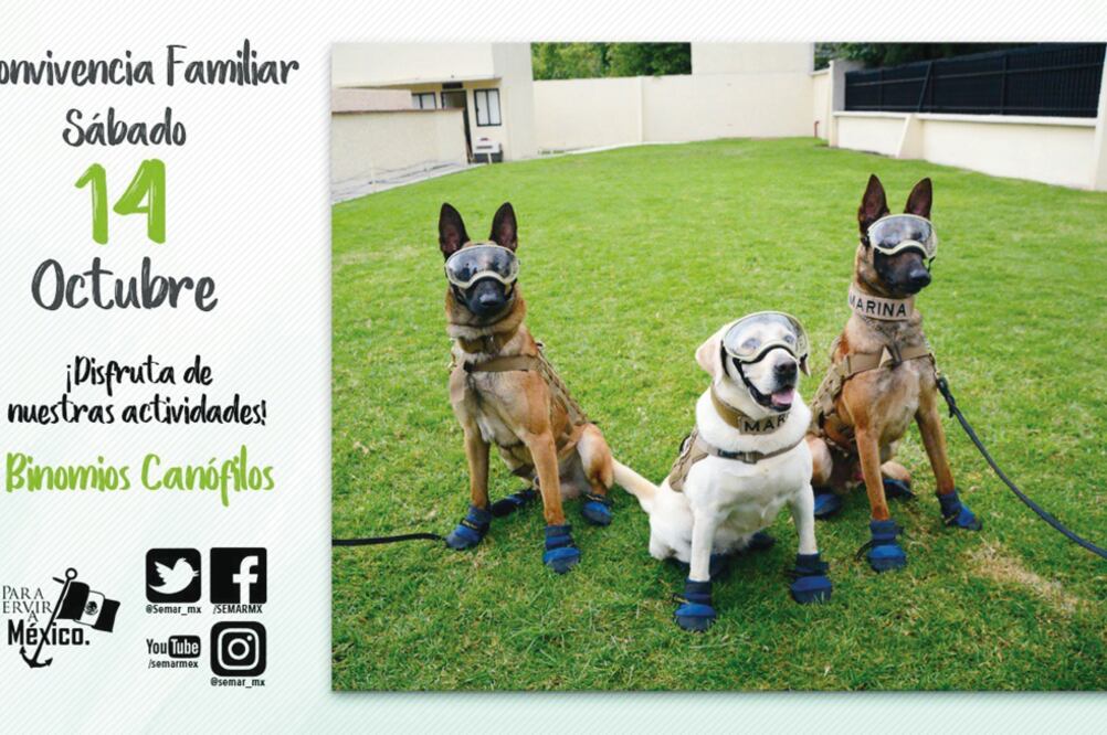 La Marina invita a la población a acudir a su sede de la CDMX para compartir un día con los perritos rescatistas adiestrados en sus instalaciones (ESPECIAL)