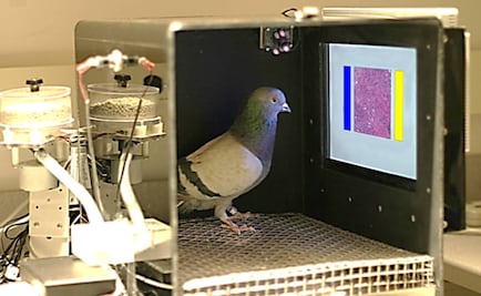 ¿Palomas contra el cáncer? Logran distinguir tejido normal de canceroso