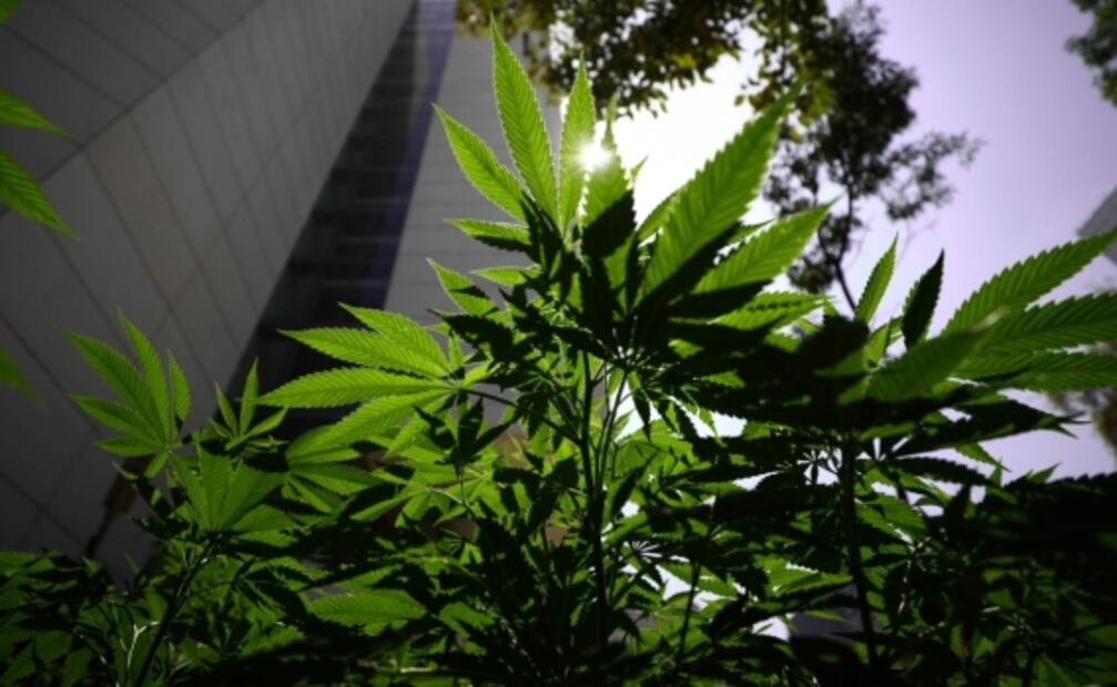 No sólo contra Covid-19: La marihuana también ataca al cáncer y estas enfermedades, dice experto