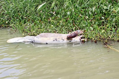 En Tabasco, comienza rescate y resguardo de manatíes