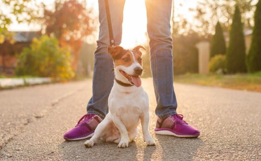 Experta en conducta animal comparte consejos para que tu perro ignore a otros canes. Fuente: Freepik.