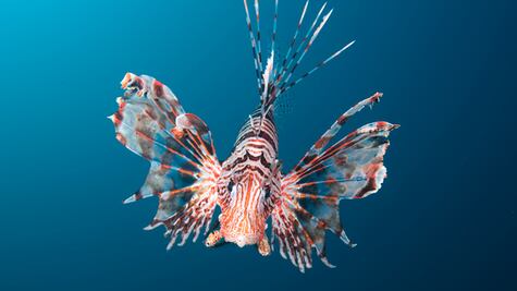 Las 7 especies invasoras que más daño están causando en América Latina