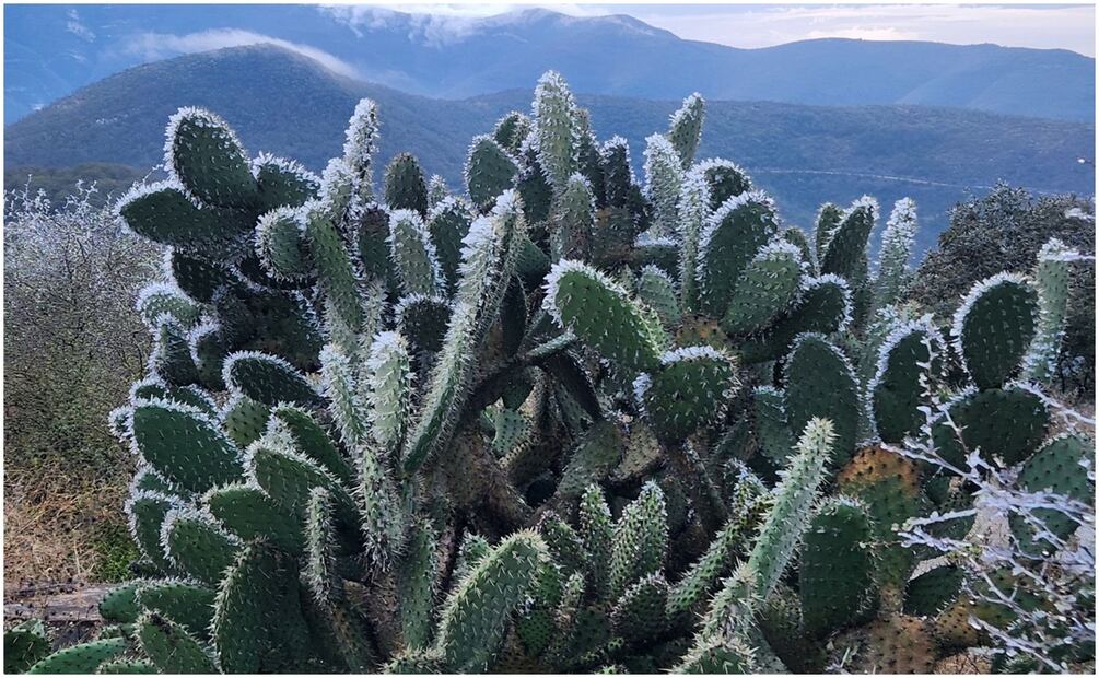 La intensa helada en la Sierra de Ciudad Victoria, Tamaulipas cubrió árboles, hierba y nopales del lugar (11/01/2025). Foto: Especial