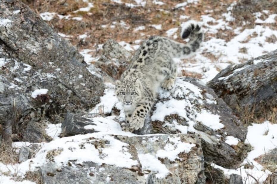 El leopardo de las nieves reaparece y es fotografiado después de años 