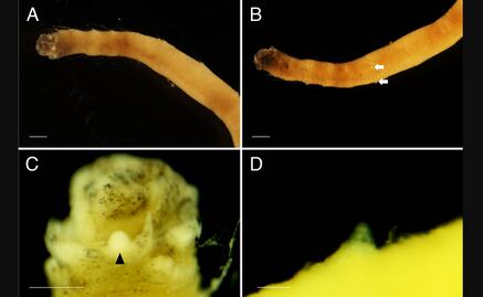 Una nueva especie de gusano marino es detectada en el océano Antártico