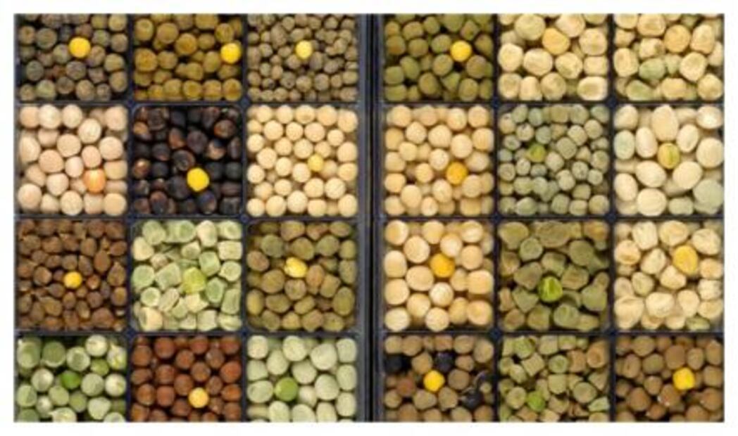 Súperalimentos que mejoran los nutrientes protegiendo nuestra salud