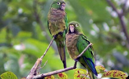 Olas de calor extremo provocan la desaparición del 38% de aves tropicales; son consecuencia del calentamiento global 