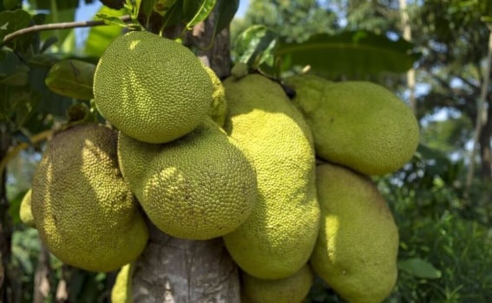 La yaca, una fruta impresionante, desconocida y con muchos beneficios
