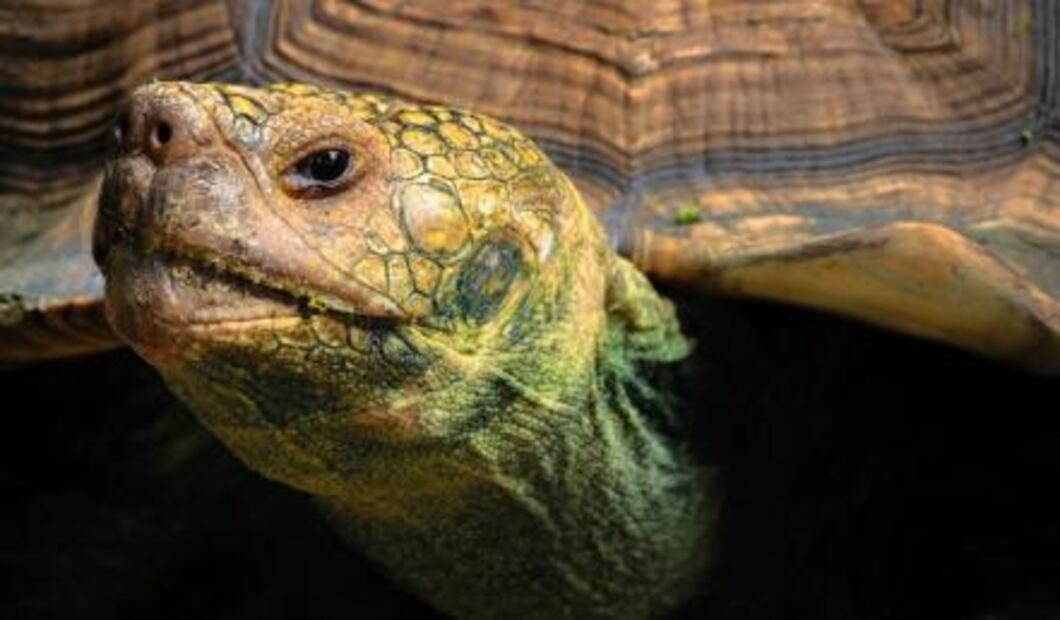 Viaja a las islas de las tortugas gigantes