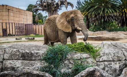 Suprema Corte atrae caso de elefanta Ely; resolución abre discusión sobre derechos de los animales 