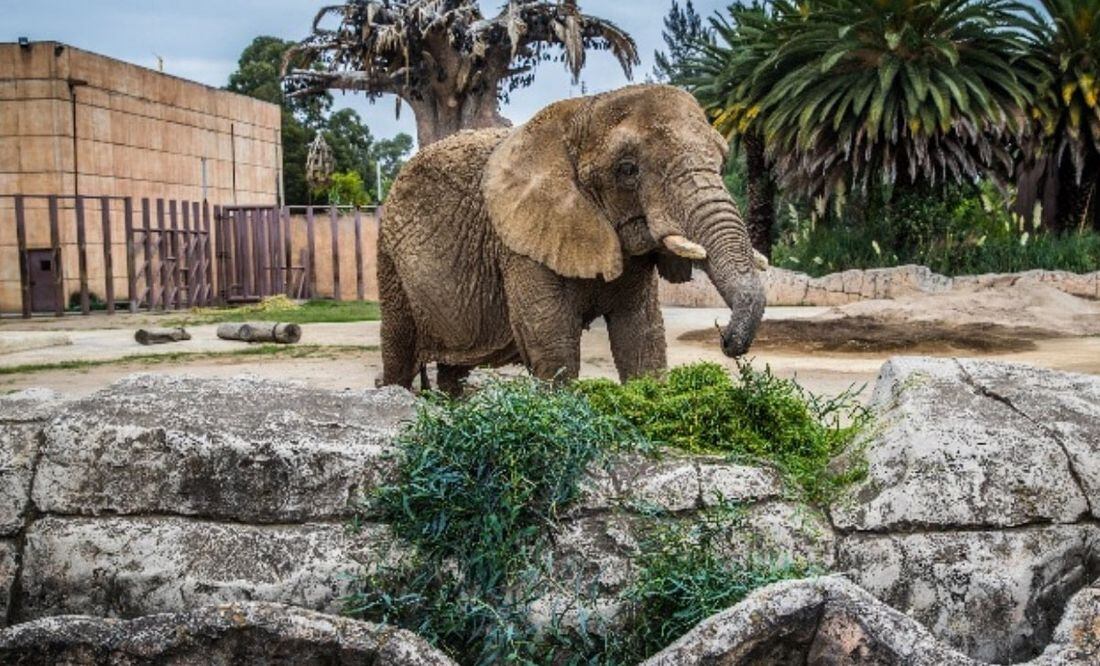 Elefanta Ely vive en zoológico de la CDMX. Foto: EL UNIVERSAL