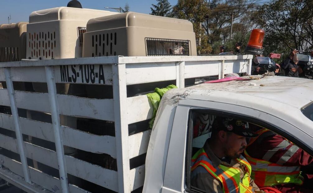 La jefa de Gobierno, Clara Brugada, anunció que las autoridades capitalinas rescatarían a los animales del Refugio Franciscano.
Foto: Luis Camacho/El Universal