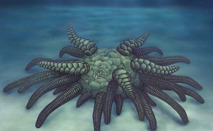'Cthulhu', hallan fósiles de un 'monstruoso' pepino de mar