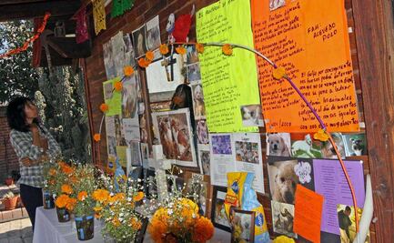 ¿Cuándo vienen las mascotas en Día de Muertos?