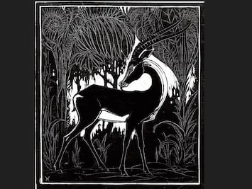 Genealogía del aforismo