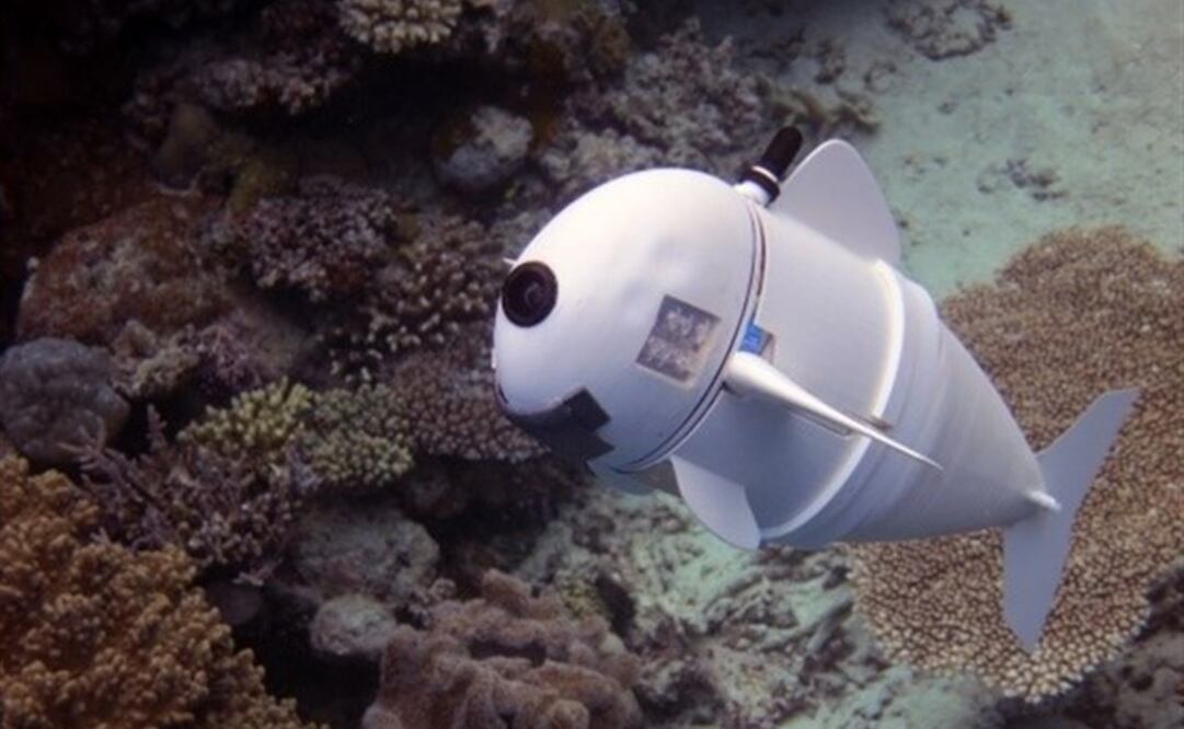 El pez, al que han denominado "SoFi", ya ha sido probado en el centro Rainbow Reef en Fiji. (FOTO: MIT)
