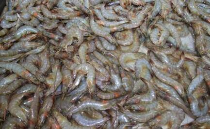Suspende EU certificación de camarón mexicano 