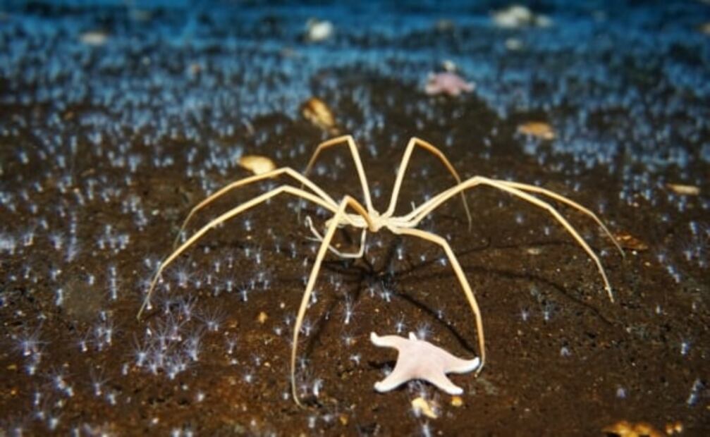 7 grandes misterios que guarda la Antártida en sus profundidades