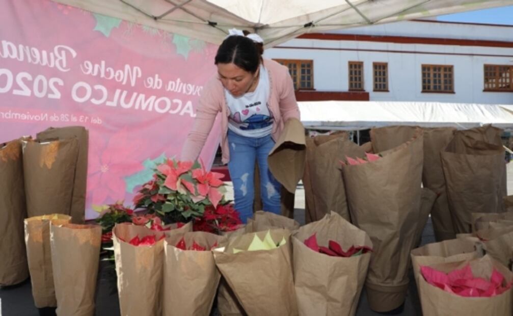 Comienza la temporada de venta de flor de nochebuena en Atlacomulco