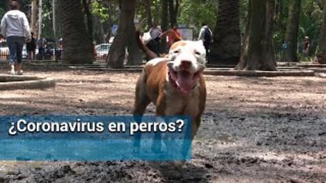 El coronavirus de Wuhan ¿afecta a los perros?